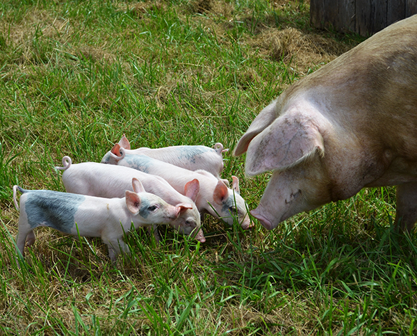 abbie-piglets